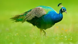 India Sends Five Peafowl to the UN's 46-Hectare Ariana Park