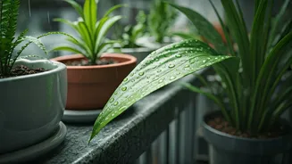 Monsoon Gardening Is Moving Into Balcony Pots