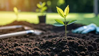 Sapling Drives Are Bringing Communities Into Civic Action