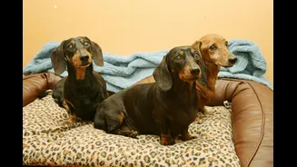 Por que cães da raça dachshund têm mais chances de desenvolver hérnia de disco?