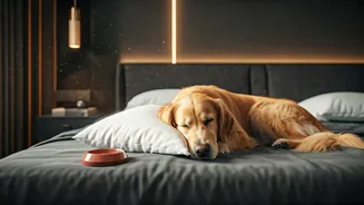 Pet-Friendly Hotels Are Winning More Bookings Now