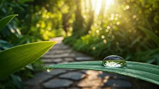 Ditch Screen Fatigue Using Mindful Silent Walking Garden Routines