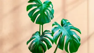 Researchers Compare Indoor Plants With Ventilation In Improving Indoor Air