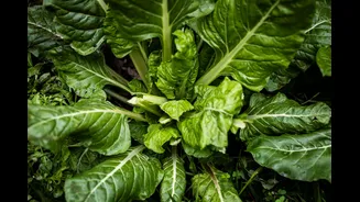 Discover India's Wild Leafy Vegetables During Monsoon