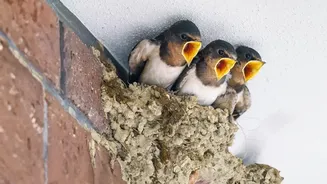 Noticing Nature In Cities: How Seasonal Changes Shift City Bird Nesting Cycles Today