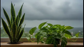 Rain-Friendly Plants That Suit Small Apartments