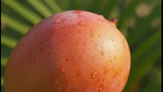Mango Heritage Is Kept Alive by Farmers, Vendors and Home Cooks