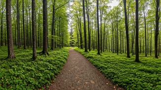 Japan's Hiking Havens: A Scenic Journey