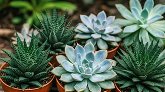 Unveiling Long-Living Succulents: 6 Garden Gems
