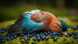 Assam: 17 Arrested in Migratory Bird Poisoning Case