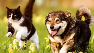 Pet Enrichment Is About More Than Playtime As Dogs And Cats Need Mental And Physical Stimulation