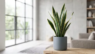 Why Snake Plants and Peace Lilies are recommended by NASA study guidelines for indoor air purification