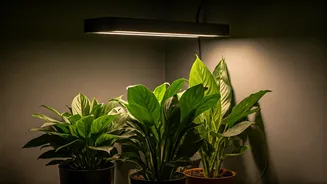 Dark Living Room? Use Smart-Plug Timers For Indoor Grow Lights