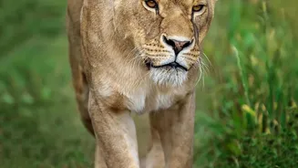 A Scientific Look at Barda's Recolonisation: Barda Lions