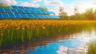 Maximising Land Productivity: The Future Of Growing Vegetables Beneath Solar Installations