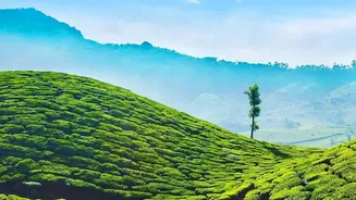 What Proposed Pesticide Controls On Indian Tea Mean For Consumer Transparency