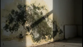 Monsoon Moisture Brings Mould Risks: Here's Where DIY Cleaning Falls Short