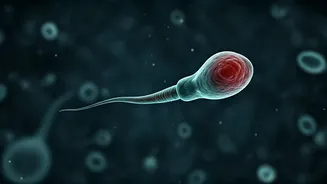 Antioxidant Supplements: New Study Links High Intake to Potential Birth Defects