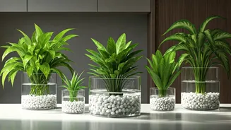 Indoor Soil-Free Plants Are Perfect For Renters