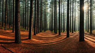 Mindful Forest Bathing In Almora Pine Ranges Tops Youth Wishlists