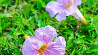 Rare Neelakurinji Flowers Return To Munnar In A Major 2026 Bloom: What The New Details Mean