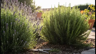 Aromatic Plants Need Pruning To Stay Dense, Healthy And Manageable
