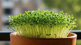 Harvest Fresh Homegrown Fenugreek In Just 7 Days On Balcony