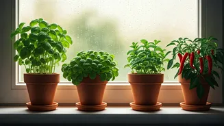 Monsoon Kitchen Gardening Feels Useful And Calm