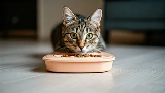 Activity-Based Meals Are Perfect For Urban Pets