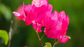 Bougainvillea Along A Garden Boundary: A Guide To Tropical Home Garden Plants