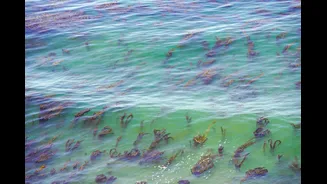 El Nino Threatens Indian Ocean Fisheries in 2027