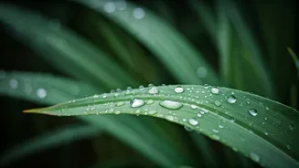 Healthy Plants Start With These Monsoon Habits