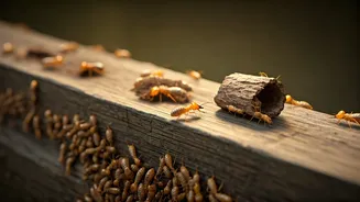 5 Viral Home Remedies to Banish Termites Naturally: Your Chemical-Free Solution!