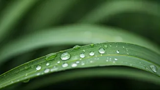 The Botanical Skin Awakening: Lightweight Korean Solutions For Rains
