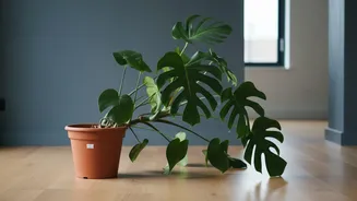 A Plant That Tips Easily May Have Outgrown Its Pot