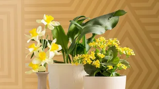 Ceramic Planters Can Turn Indoor Plants Into Part Of The Room Design Becomes More Relevant Once Grouped Ceramic Pots Can Create A More Cohesive Ind...