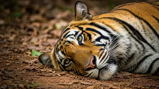 Unveiling the Mysterious Death of a Tiger in Bandhavgarh