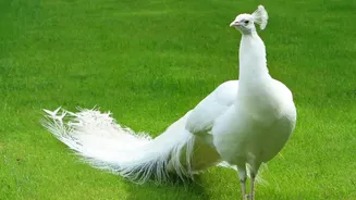 A White Male Peacock Makes India's UN Geneva Donation Visually Distinctive