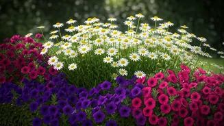 May Blooms for Butterfly Havens: Combine Shasta Daisies & Petunias for Summer Wonder