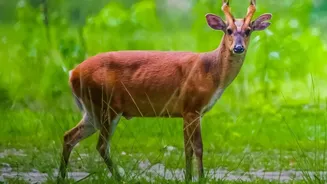 Ranthambore's 40,000-Registration Rush: Reading Zone Rules And Availability More Carefully