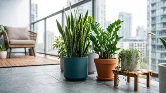 Best low-maintenance balcony plants