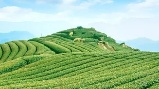 High-Altitude Monsoon Detox: Why Coorg Plantation Stays Are Selling Out Rapidly