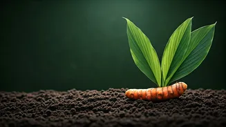 Turmeric Growing Is A Monsoon Kitchen Hack