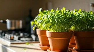 Coriander Pots Make Indian Kitchens Happier Fast