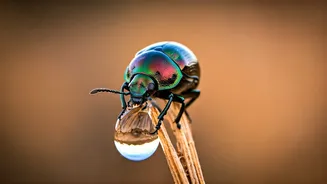 Masters of Thirst: 6 Amazing Animals That Rarely, If Ever, Drink Water