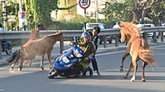WATCH: Woman With Two Schoolchildren Collides With Stray Horses Running Across Busy Road In Coimbatore, Sustains Minor Injuries