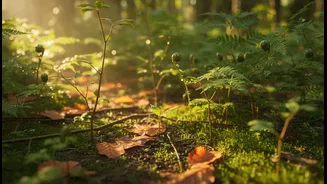 The Findings Could Inform Afforestation, Conservation And Carbon-Budget Planning