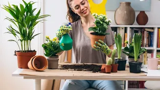Organise Plans For New Houseplant Quarantine Around Soil And Pot Checks And A Separate Start