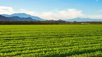 Food Availability Forecasts Need to Include the Condition of Agricultural Land