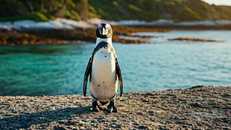 Global Penguin Hotspots: Discover Where to See These Fascinating Birds in Their Natural Habitats